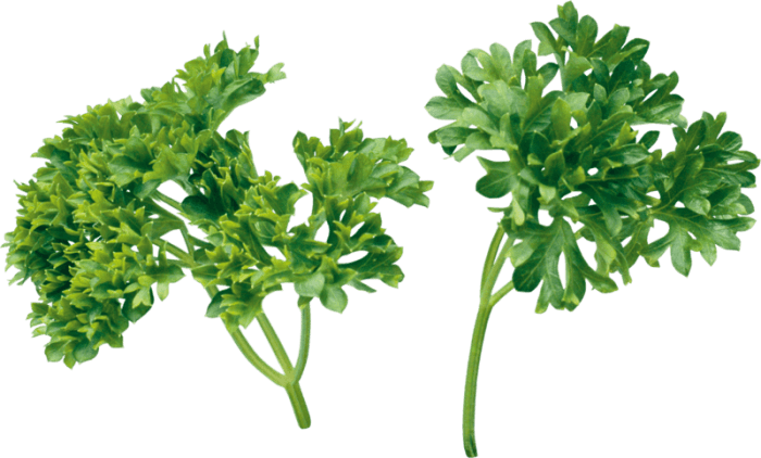 Кориандр - полезные свойства и противопоказания к использованию