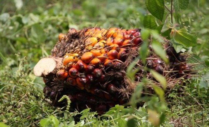 Пальмовое масло: польза и вред, показания и противопоказания
