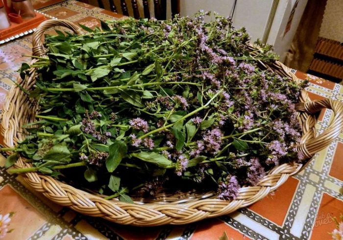 Душица – когда собирать и как сушить