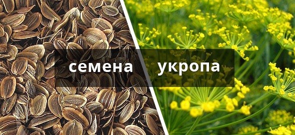 Семена укропа — лечебные свойства и противопоказания, правила приема