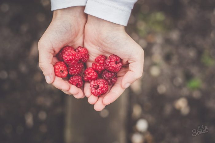 Как засушить малину