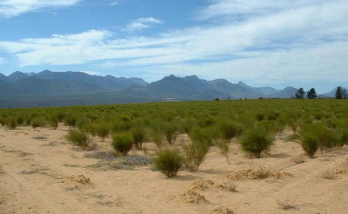 Чай ройбуш – полезные свойства и противопоказания к использованию
