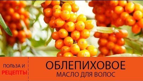 Облепиховое масло: лечебные свойства