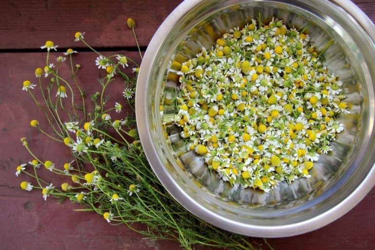 Ромашковый чай: польза и вред для женского и мужского здоровья, применение при простуде, диарее и панкреатите, виды напитка, а также можно ли давать грудничку?