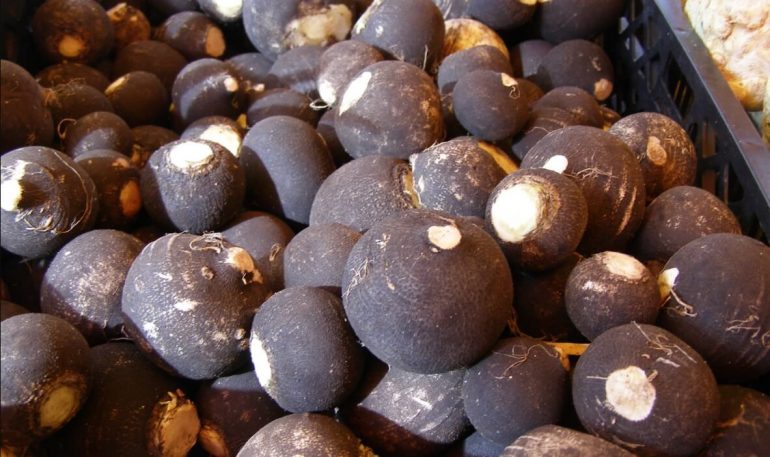 Черная редька: польза и вред продукта для мужчин, женщин и детей, показания и противопоказания к применению, использование при похудении, для волос и в кулинарии