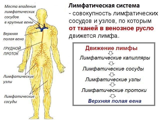 Що таке лімфодренажний масаж Що таке лімфодренажний масаж
