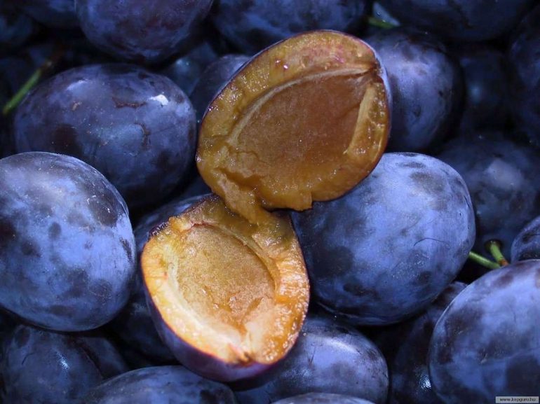 Чернослив: состав, а также какой полезнее - черный или светлый, какими лечебными свойствами обладает, какие противопоказания к употреблению, как использовать для похудения?