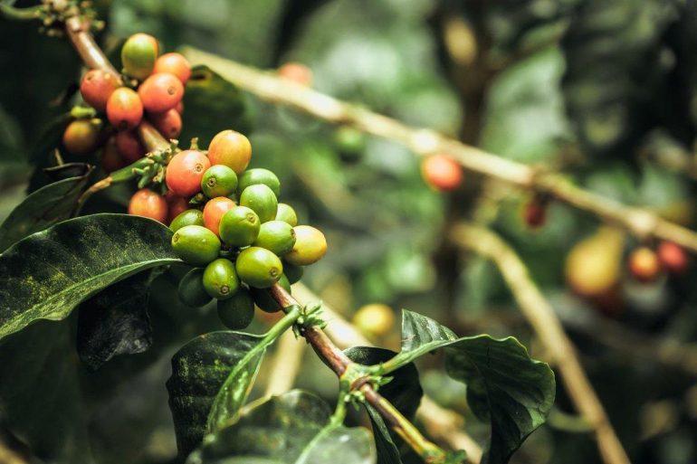 Зеленый кофе: каков состав, как производят, как использовать для похудения? Детальный разбор каждого вида для сброса веса (Тропикана Слим, Надин, Абрекафе и других)