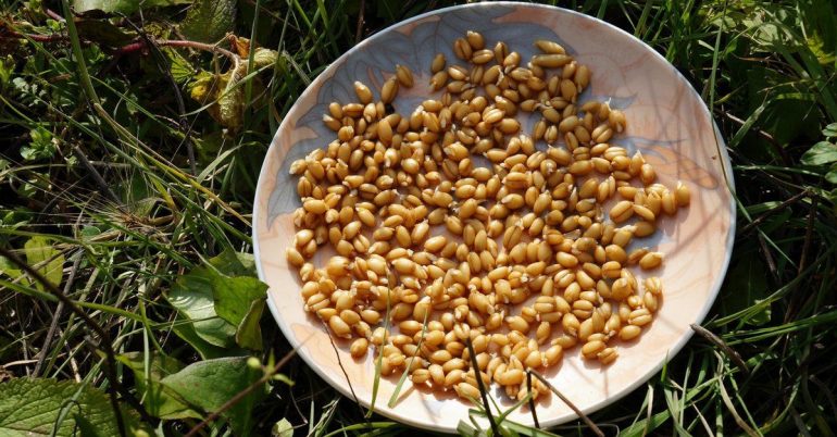 Пророщенная пшеница: состав, польза для мужчин, детей и женщин, в том числе беременных и кормящих, противопоказания, лекарства на ее основе, использование при похудении