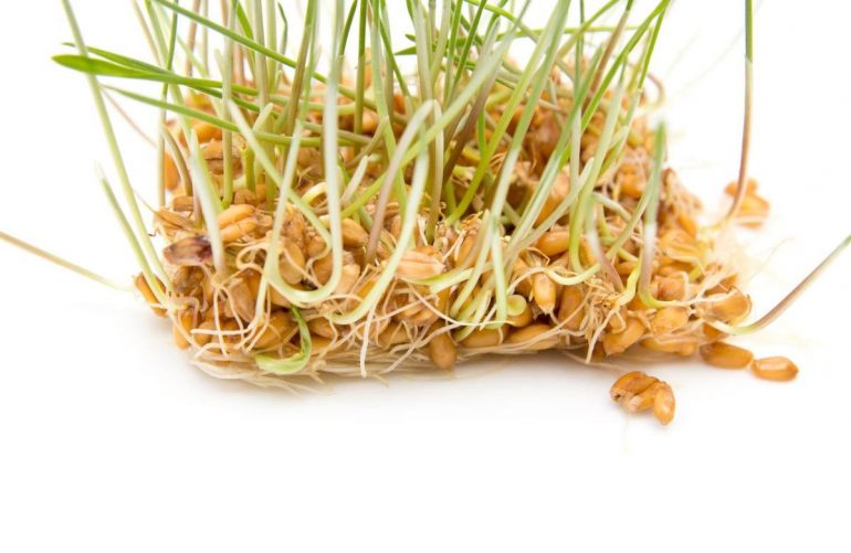 Пророщенная пшеница: состав, польза для мужчин, детей и женщин, в том числе беременных и кормящих, противопоказания, лекарства на ее основе, использование при похудении