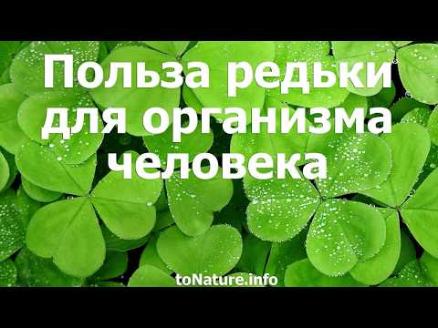 Черная редька: польза и вред продукта для мужчин, женщин и детей, показания и противопоказания к применению, использование при похудении, для волос и в кулинарии