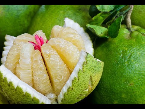 Помело польза и вред для мужчского и женского здоровья, противопоказания, а также как правильно выбрать и хранить фрукт?