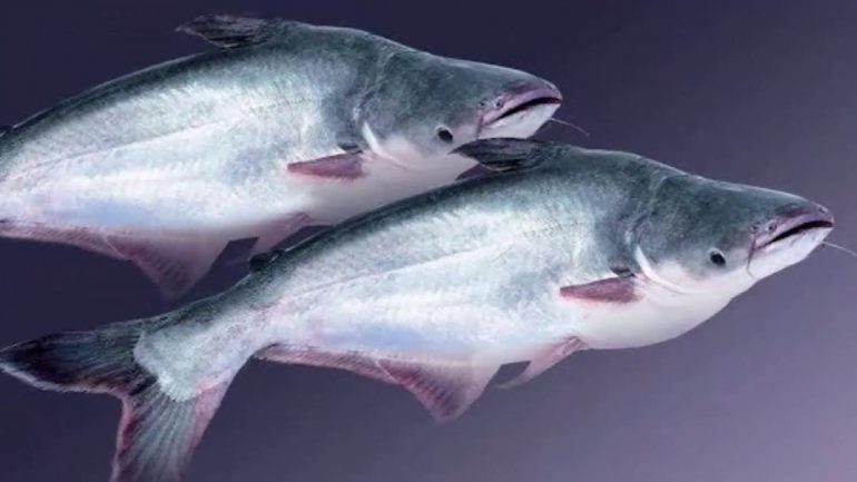 Пангасиус: полезные свойства, противопоказания, рецепты приготовления, а также почему эту рыбу считают опасной для употребления и кому ее есть не рекомендуют?