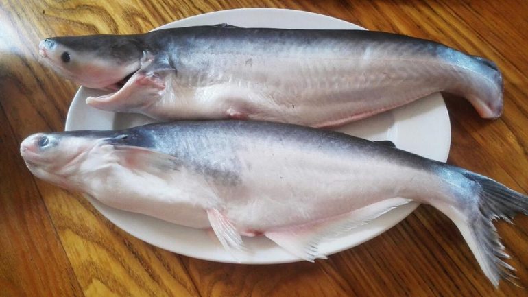 Пангасиус: полезные свойства, противопоказания, рецепты приготовления, а также почему эту рыбу считают опасной для употребления и кому ее есть не рекомендуют?