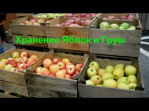 Яблоки: польза и вред, показания и противопоказания к употреблению, лечебные свойства, секреты правильной заготовки на зиму и способы хранения свежих плодов