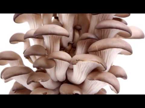 Вешенки: польза и вред, показания и противопоказания к употреблению, использование в косметологии (рецепты масок для кожи), а также как выбрать и хранить эти грибы?