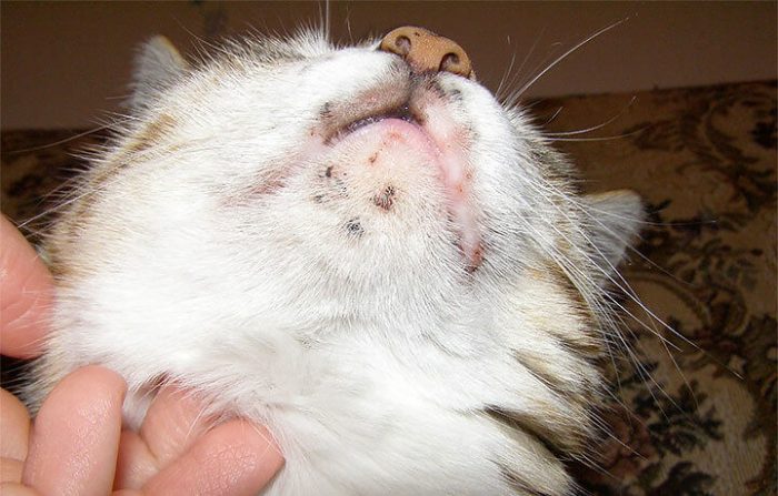 Акне у кошек: на подбородке, хвосте, губе, лечение в домашних условиях, фото, заразно ли, причины, как быстро проходит