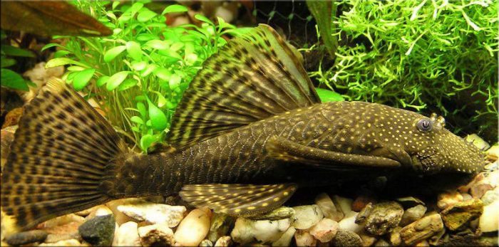 Анциструс Анциструс