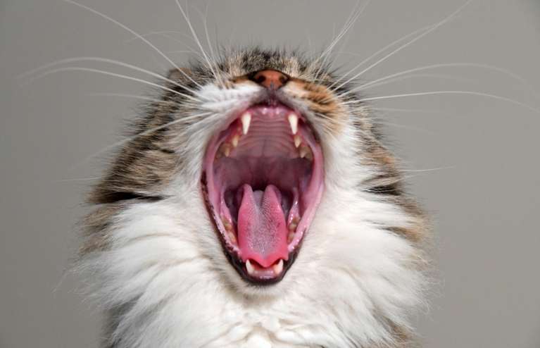 До чого сниться кішка чоловікові?