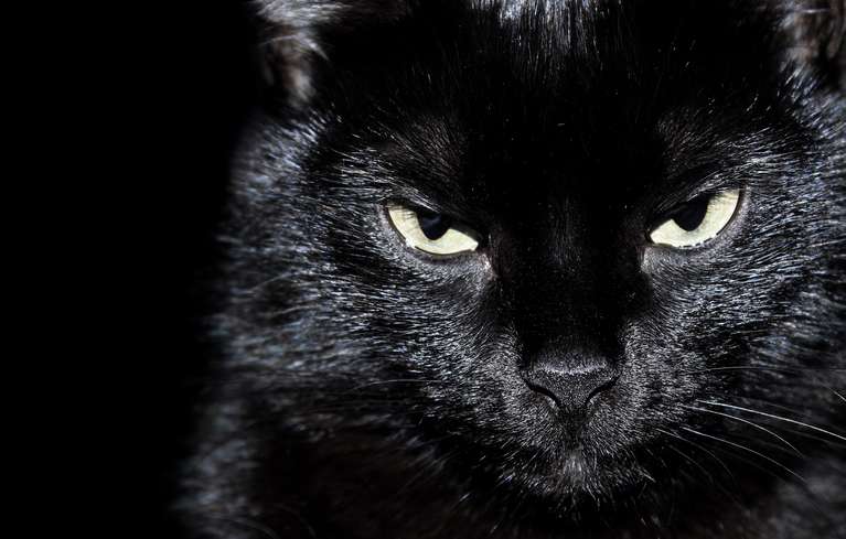 До чого сниться кішка жінці?