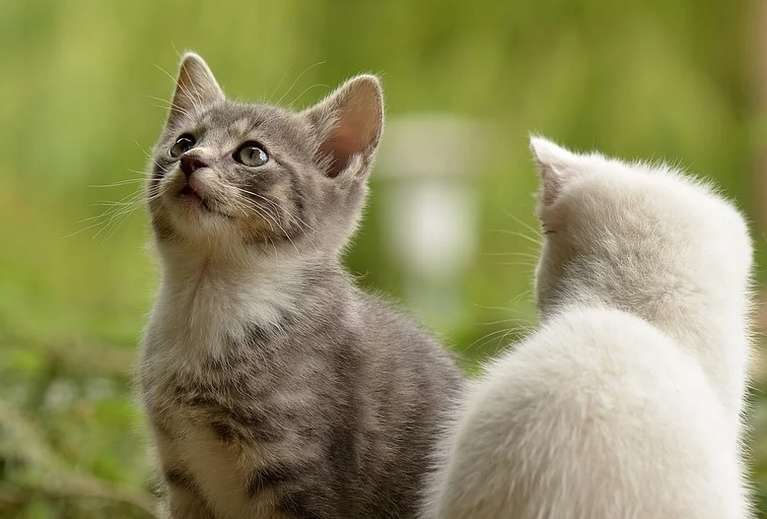 До чого сниться кішка жінці?