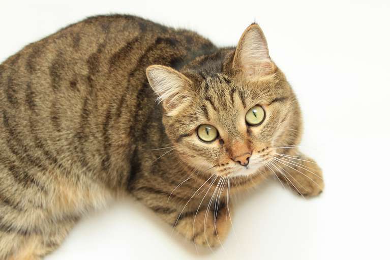 До чого сниться кішка жінці?