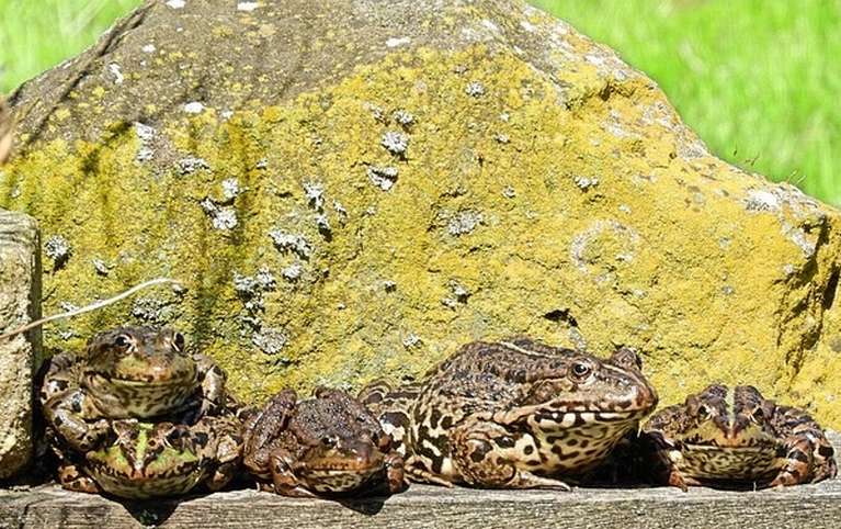 До чого сниться жаба жінці?