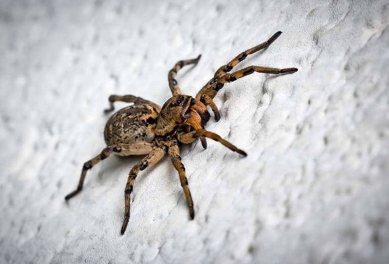 До чого сниться павук жінці?