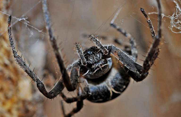До чого сниться павук жінці?