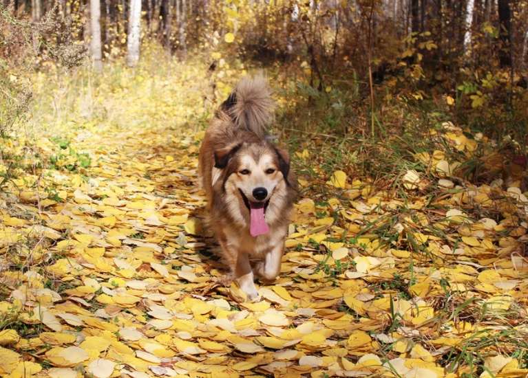 До чого сниться собака жінці?