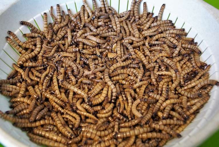 До чого сняться черви жінці?