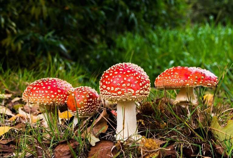 До чого сняться гриби жінці?