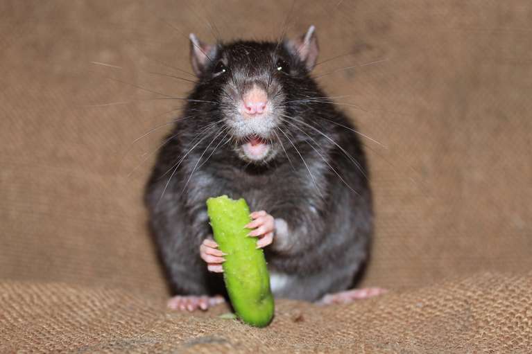 До чого сняться пацюки жінці?