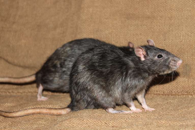 До чого сняться пацюки жінці?