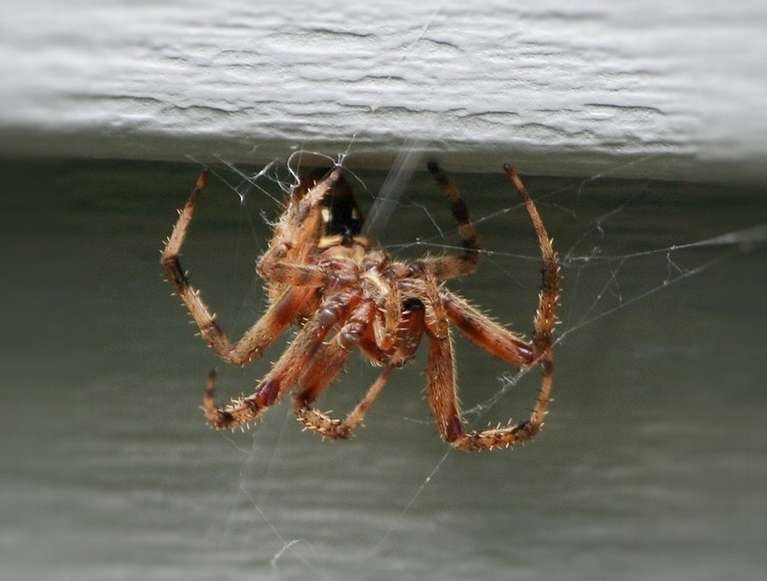 Чому не можна вбивати павуків в будинку?