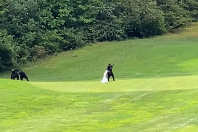 Чарівне ведмежа вирішило зіграти в гольф по-своєму