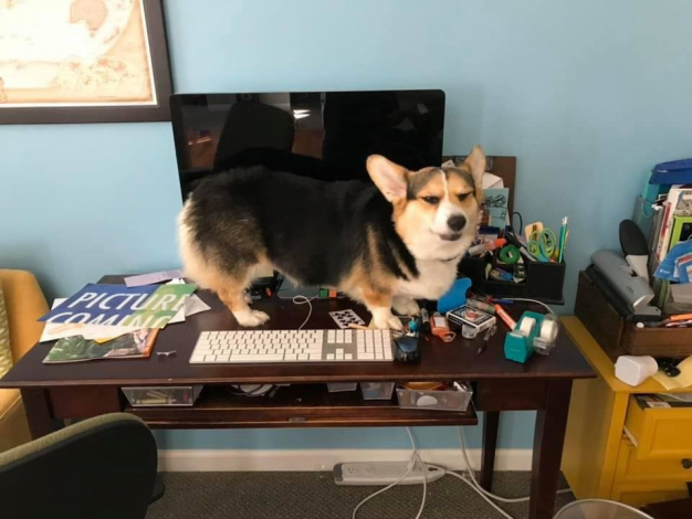 Ці коргі виражають одну емоцію — крайнє невдоволення