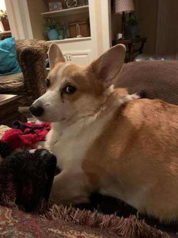 Ці коргі виражають одну емоцію — крайнє невдоволення