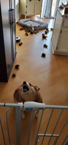 Ці коргі виражають одну емоцію — крайнє невдоволення