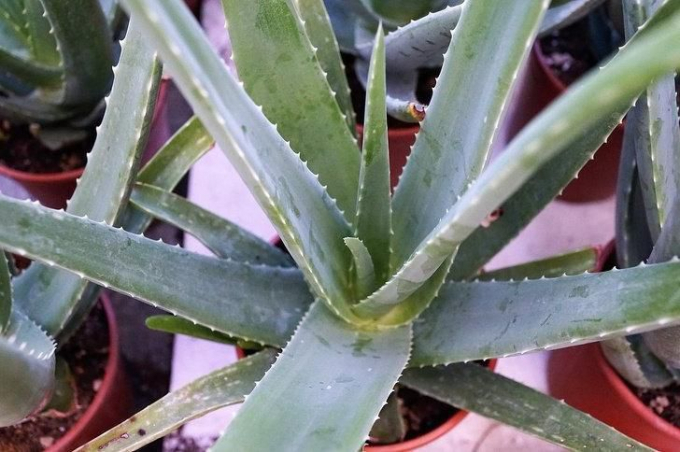 Дівчина кілька разів намагалася відростити довге волосся, але їй це вдалося лише тоді, коли вона почала дотримуватися певних правил