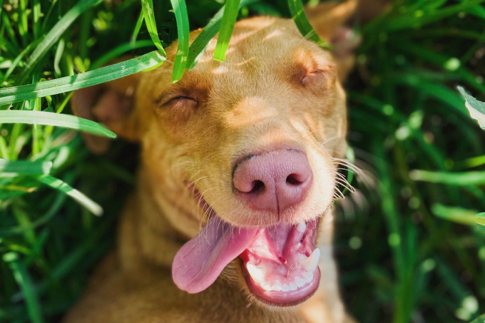 Яка саме їжа з вашого столу здатна викликати у собаки отруєння чи летальний результат