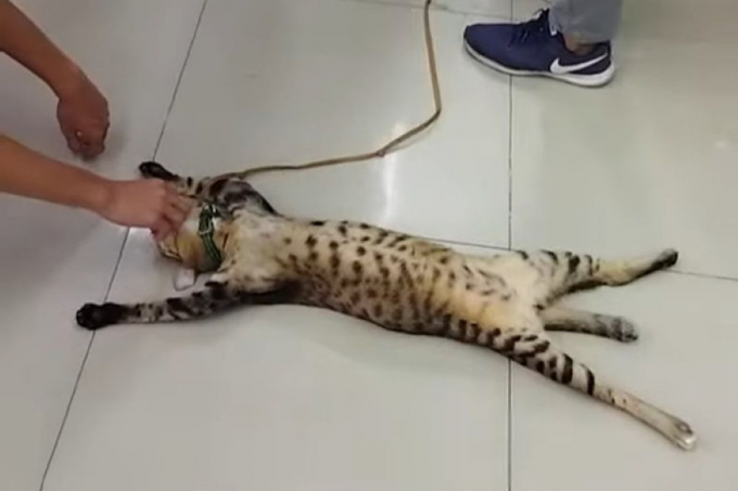 Котик, рятуючись від спеки в одному із таїландських зоомагазинів, налякав відвідувачів