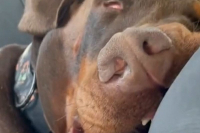 Мережу розсмішила спляча собачка, яка активно провела вихідний на дачі