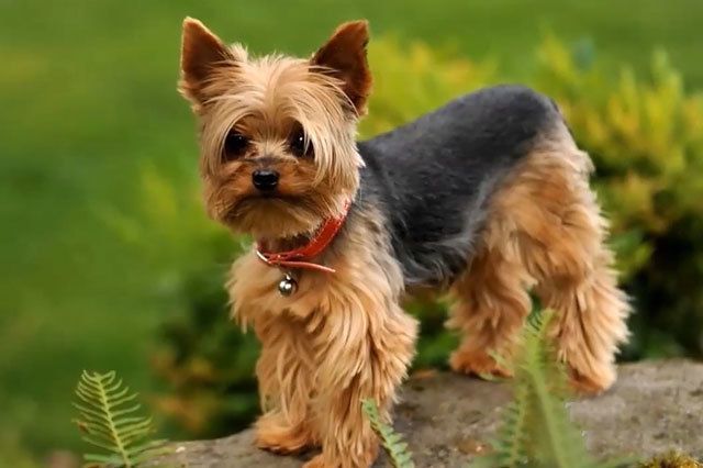 Найменші породи собак