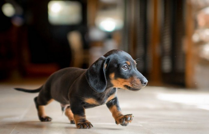 Найменші породи собак