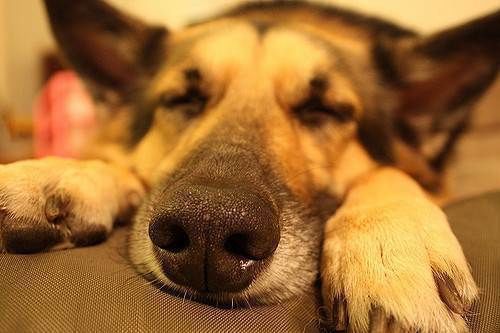 Німецька вівчарка — це просто диво