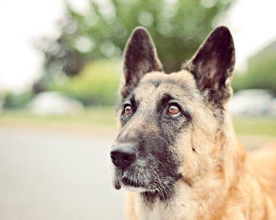 Німецька вівчарка — це просто диво