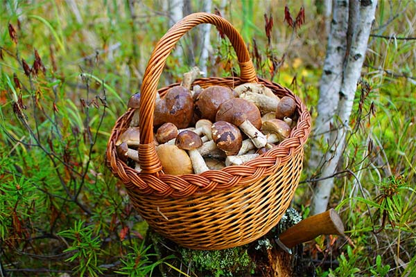 Сонник кошик з грибами: до чого сниться і що означає сон?