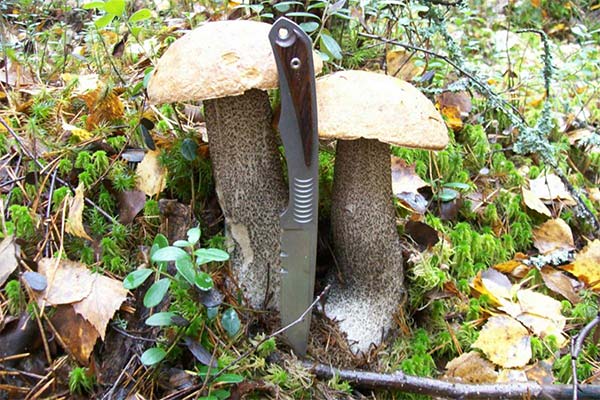 Сонник збирати гриби на кладовищі: до чого сниться і що означає сон?