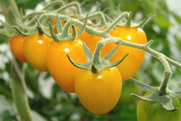 Сонник жовті помідори: до чого сниться і що означає сон?